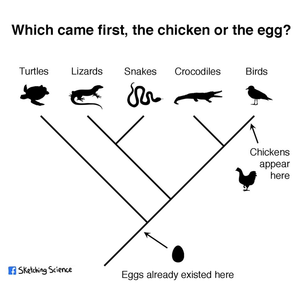 chicken_egg.jpg