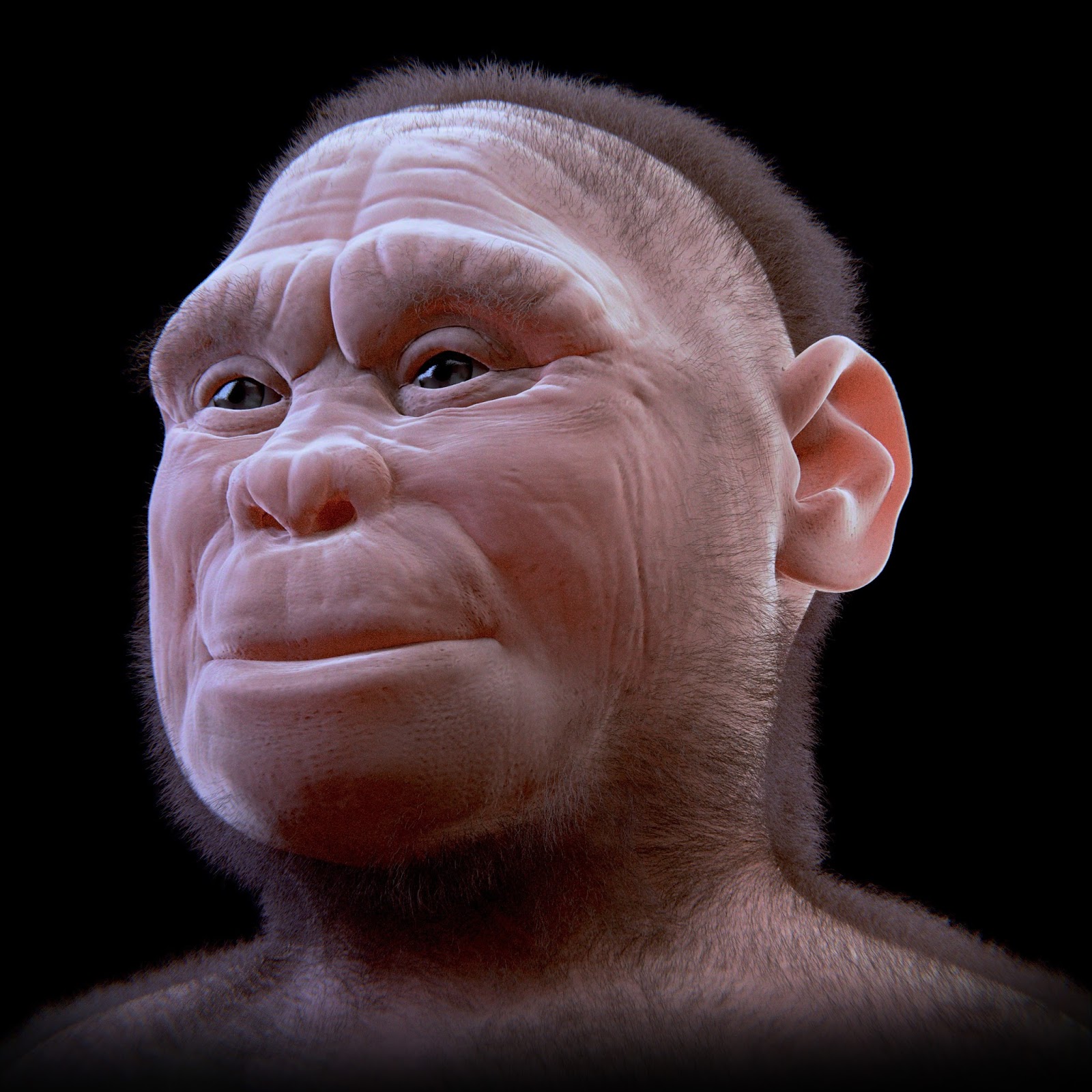Homo floresiensis from ATOR (Arc-Team Open Research)
