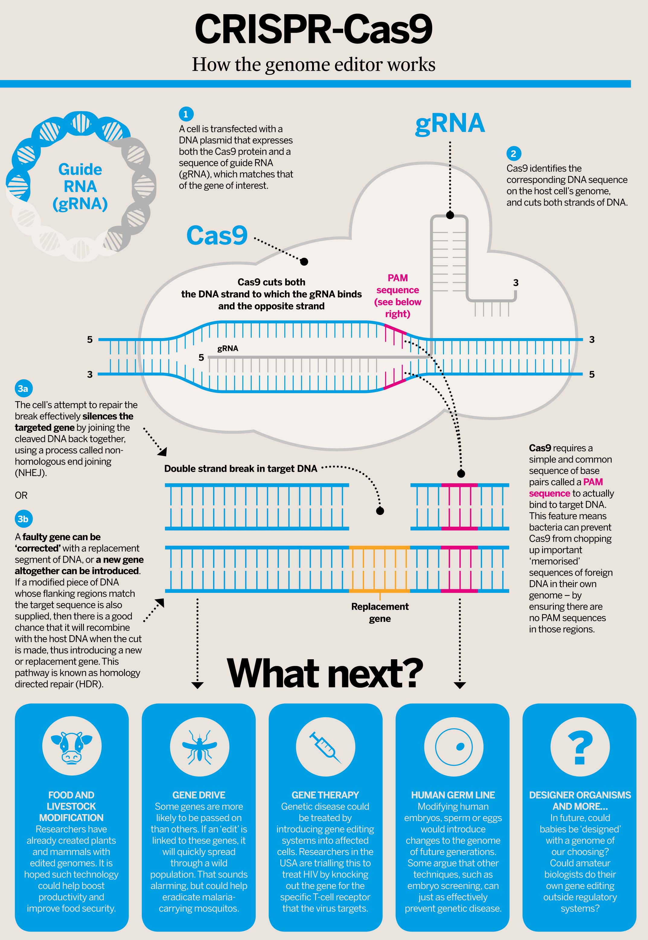 CRISPR techniqueJ LEVIN W [CC BY-SA 4.0 (https://creativecommons.org/licenses/by-sa/4.0)], from Wikimedia Commons