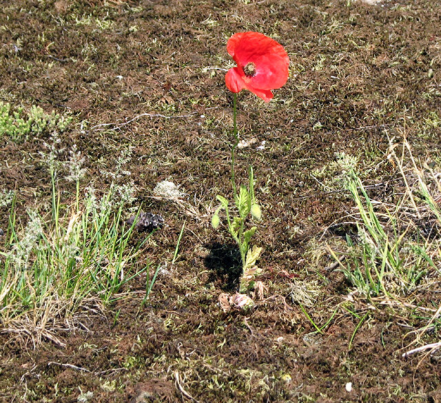 Wild poppy© Copyright Evelyn Simak and licensed for reuse under this Creative Commons Licence.