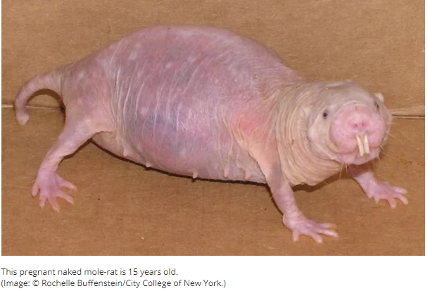 Mole rat.png