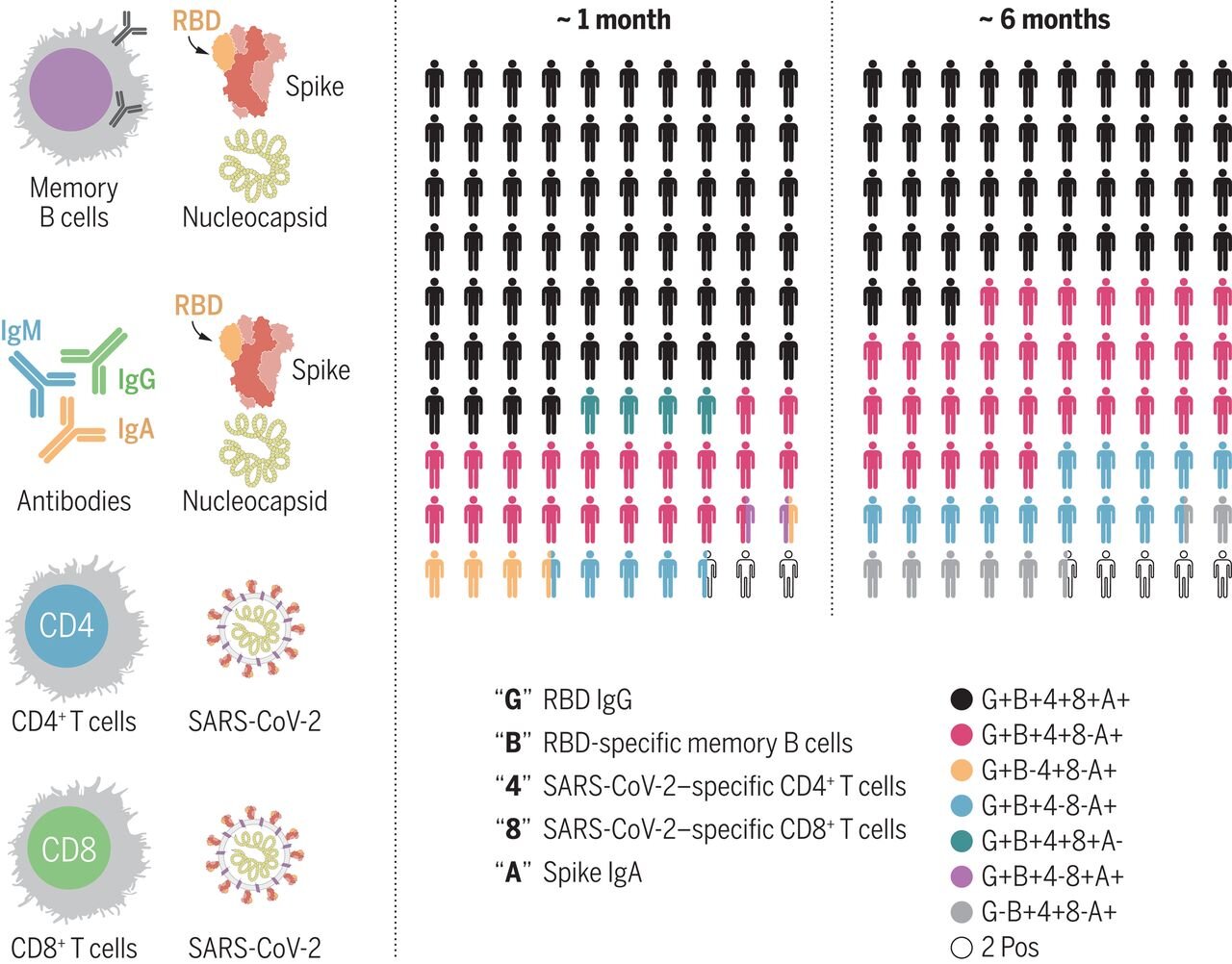 Immunological memory to SARS-CoV-2 assessed for up to 8 months after infection