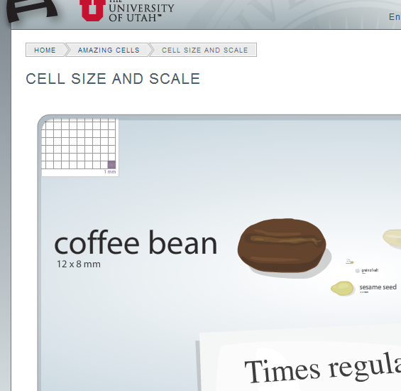 Scale in Biology