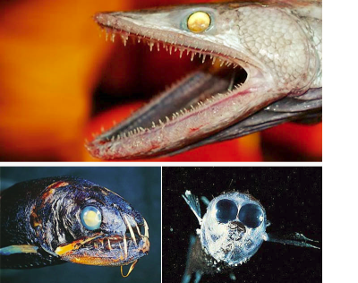 Creepy Fish